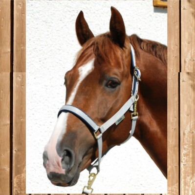 Bucas Halfter Dublin, Bucas Stallhalfter, stabiles und weiches Halfter, silver