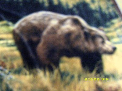 NORTHWEST 48X60'' Polyester Fleece Throw-Pictorial Theme ''GRIZZLY BEAR'' RN79925