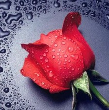 Diamond painting kit - Red rose by Diamondmosaic