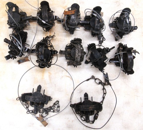 12 Used Duke 1 - 1/2 Coilspring Traps With Anchors Attached - Great Mink Trap
