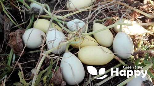CLIMBING FLOWERS - Vines - Thunbergia Morning Glory Sweet Pea - Flower seeds - Picture 45 of 121