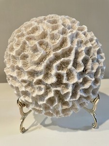 Large Natural Brain Coral (Platygyra) Fossil Specimen