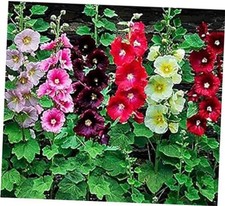 Hollyhock Mixed Colors - 250 Seeds - Long Blooming Period in All Zones