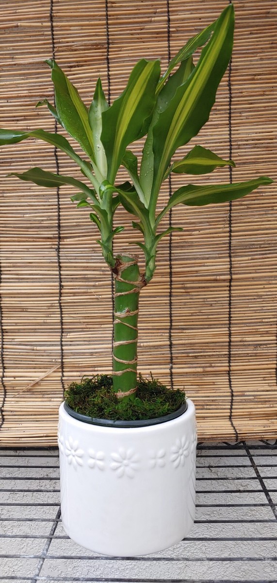 buy philodendron online uk Philodendron Pedatum - House Plants - Plant Shop main image 1