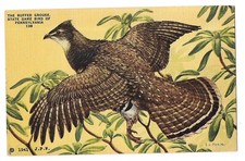 RUFFED GROUSE Pennsylvania State Game Bird Bonasa Unbellus Postcard Linen 1941