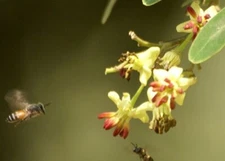 Limonia acidissima | Elephant Apple | Monkey Fruit | 10_Seeds