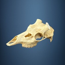 591KU Crane de cerf, bois de cerf, massacre, trophée, Diametre 33mm 