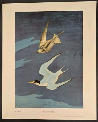 Least Tern Plate 170 Ltd Ed 750 John James Audubon Folio 1966 Bird Print