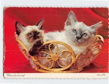 Postcard What a place for a nap! Cats taking a nap Picture