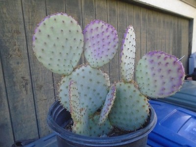 Opuntia Santa Rita - 1 PAD,, Prickly Pear, Cactus  (May Or May Not Be Rooted)