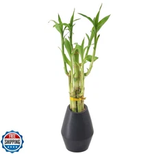 Arcadia Garden Products 5-Stem Lucky Bamboo, Live Indoor Plant in Dimension I