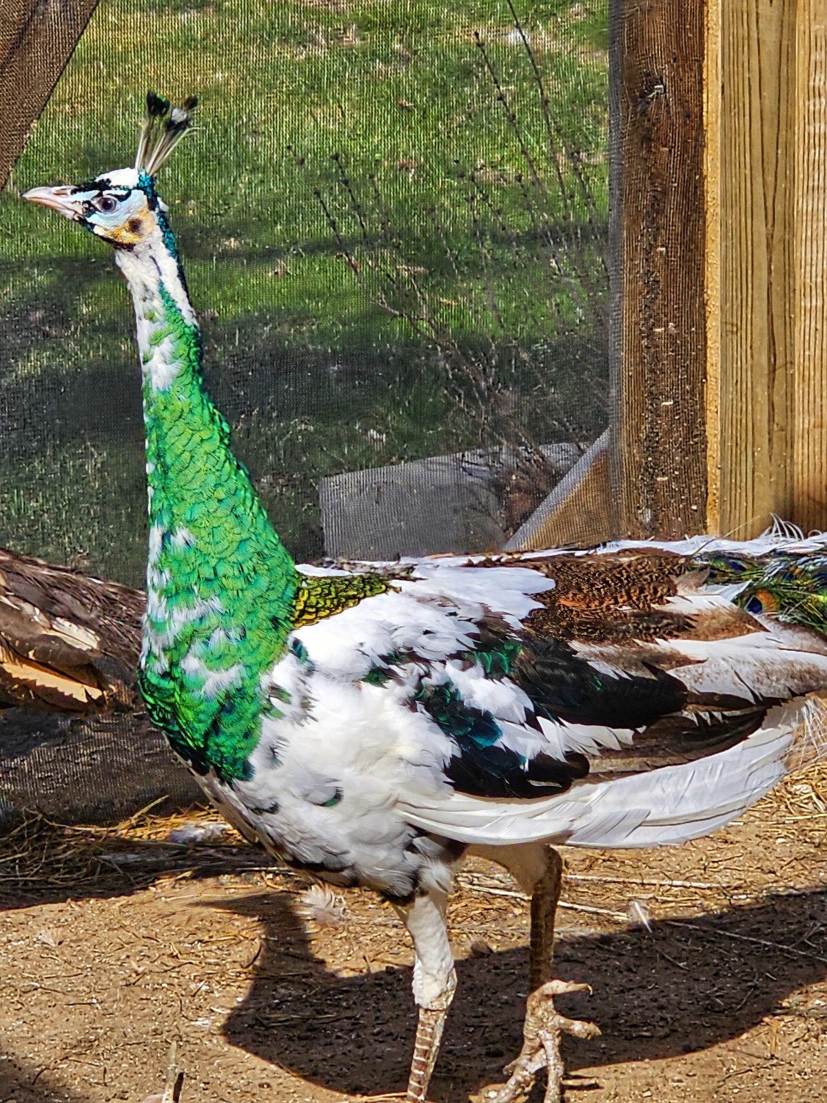 HIGH SPALDING! PEAFOWL HATCHING EGGS PEACOCK FERTILE 🦚 eBay