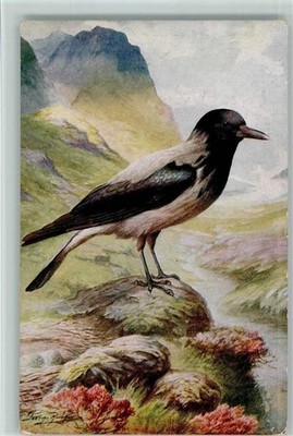 12095675 - Hooded Crow - Verlag Salmon Vogel