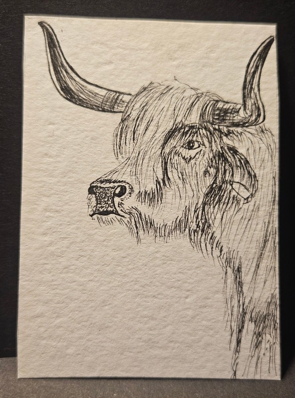 ACEO ORIGINAL "Highland Cow" Pen & Ink