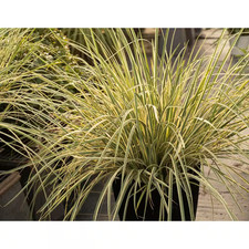 1.5 Gal. Milky Way African Iris Dietes Bicolor Variegated Perennial Plant with