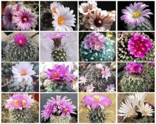 Turbinicarpus MIX exotic niniature mexican cacti rare cactus seed aloe 20 SEEDS - Picture 1 of 1