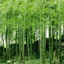 50 Giant Moso Bamboo Seeds Privacy Plant Garden Clumping Shade Screen US SELLER