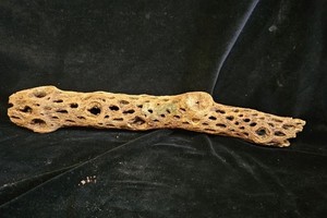 Cholla cactus wood branch Natural 17”