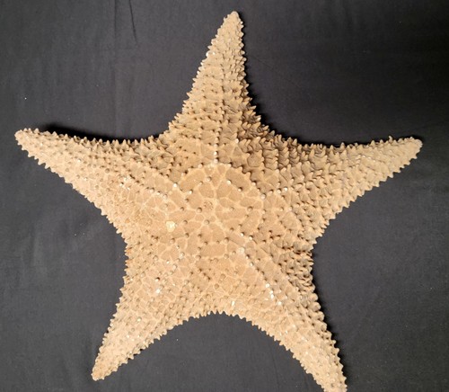 Giant 14” Starfish Real Dried X-Large Big Ocean Sea Star Nautical Decor Specimen