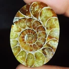 52.45 Carat. Natural Ammonite Fossil Oval Cabochon Loose Gemstone (23x31x08 mm)