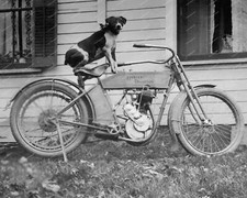 Dog Sitting On A Harley Davidson Motorcycle Classic 8 by 10 Reprint Photograph
