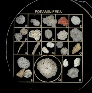 Brian Darnton Vintage Microscope Slide. Marine Debris (Forams) Set In Matrix