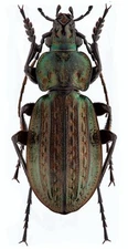Carabidae: Carabus menetriesi, A1