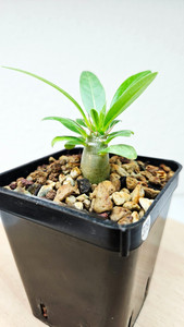 Pachypodium lealii ssp lealii---RARO--➡️--PLANTA VIVA--cultivada en la UE- ar...
