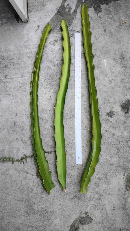 3 Huge Organic Dragon Fruit Cuttings 30 To 34 inches long check The Description 