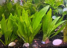 Amazon Sword Compacta Easy, Hardy Live Aquarium Plant Echinodorus bleheri