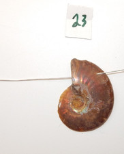 Ammonite Fossil Pendant(23)