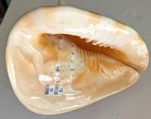 Large Conch Shell Seashell Drilled 10