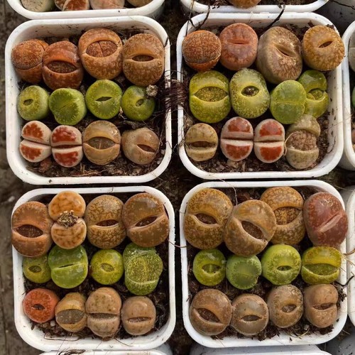 12PCS Succulent Plant Lithops N.E.Br(Mixed Colors)Aizoaceae Beautiful Plant - Picture 9 of 12