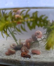 12 Mixed Colors Pink,Blue,Red,Brown Ramshorn Snails Live Freshwater