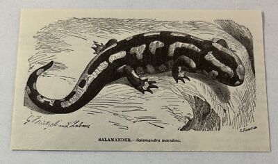 1885 book engraving ~ SALAMANDER Salamandra maculosa
