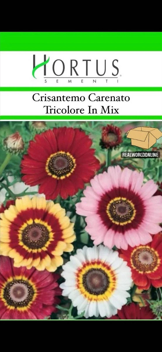 Crisantemo Bianco Immagine Stock. Immagine Di Modello - 21470935 - Foto 9