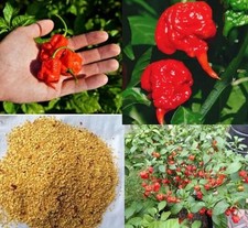 100PCS Carolina Reaper Chili Pepper Seeds Hot Pepper Vegetable Seeds Heirloom