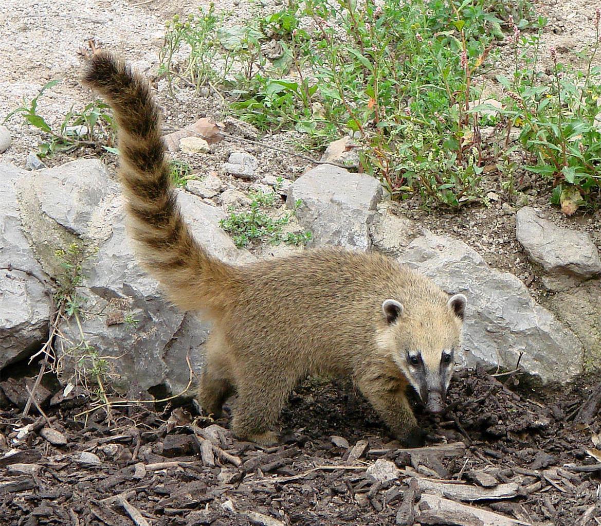 Ring-Tailed Coati Glossy Poster Print Wildlife Photo Banner 9239-image