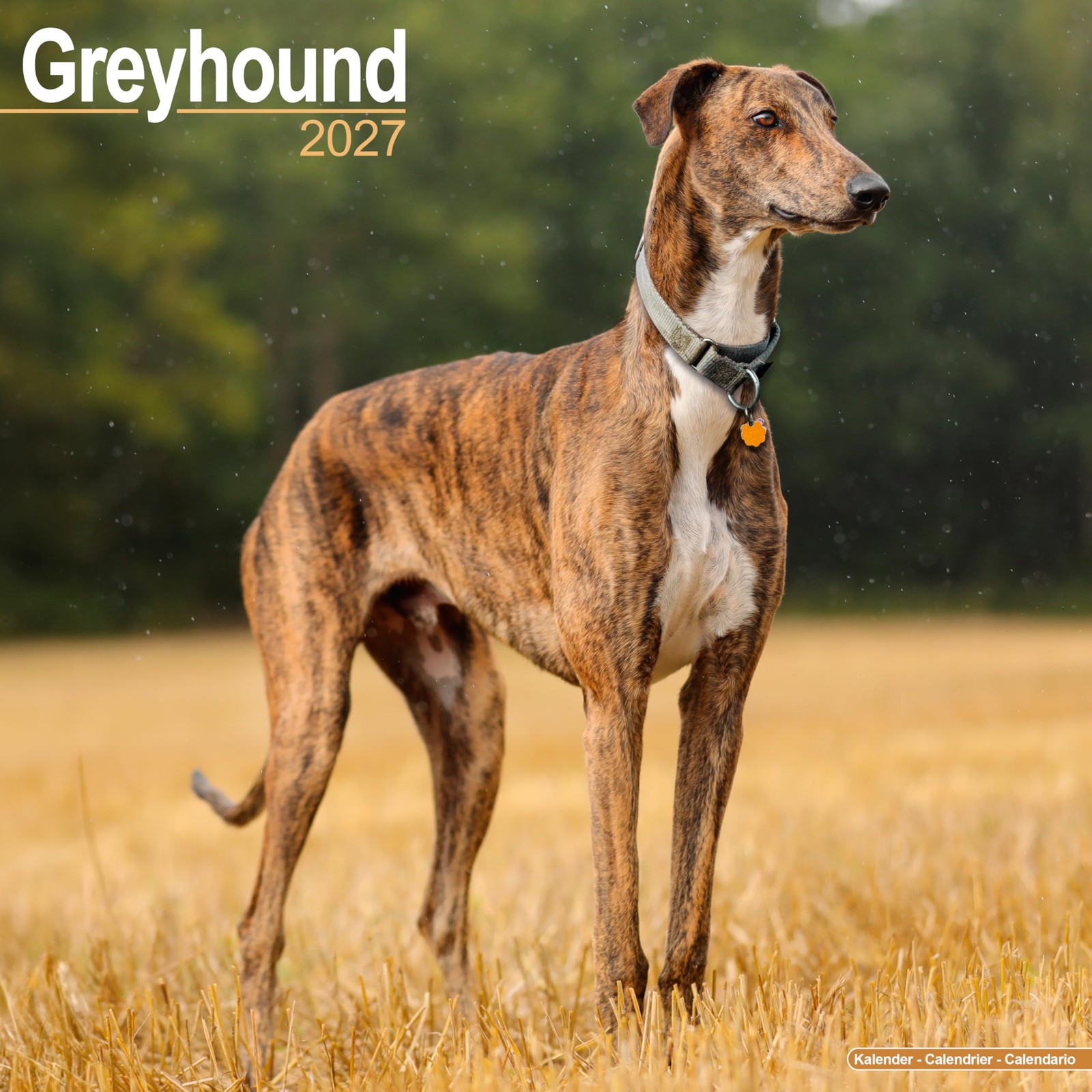 Greyhound SS Wall by AVONSIDE PUBLISHING (Calendar) - Image 3