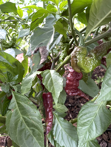 Chocolate Primotalii Hot Sauce - Picture 5 of 9