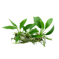 Anubias Congensis Tissue Culture | Aquarium Plants Factory&reg;