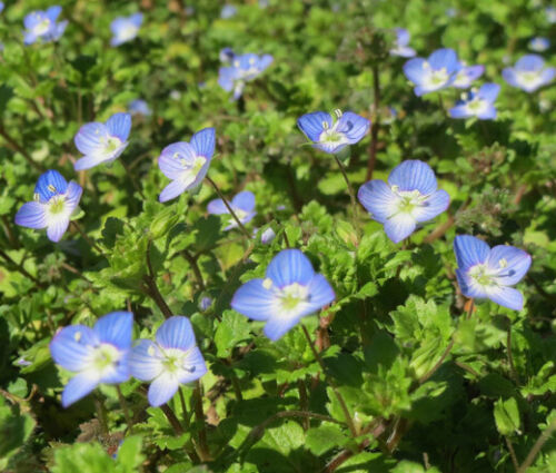 SPEEDWELL CREEPING BLUE Veronica Repens - 500 Bulk Seeds - Afbeelding 1 van 2