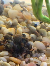 10 live bladder snails great for feeder food