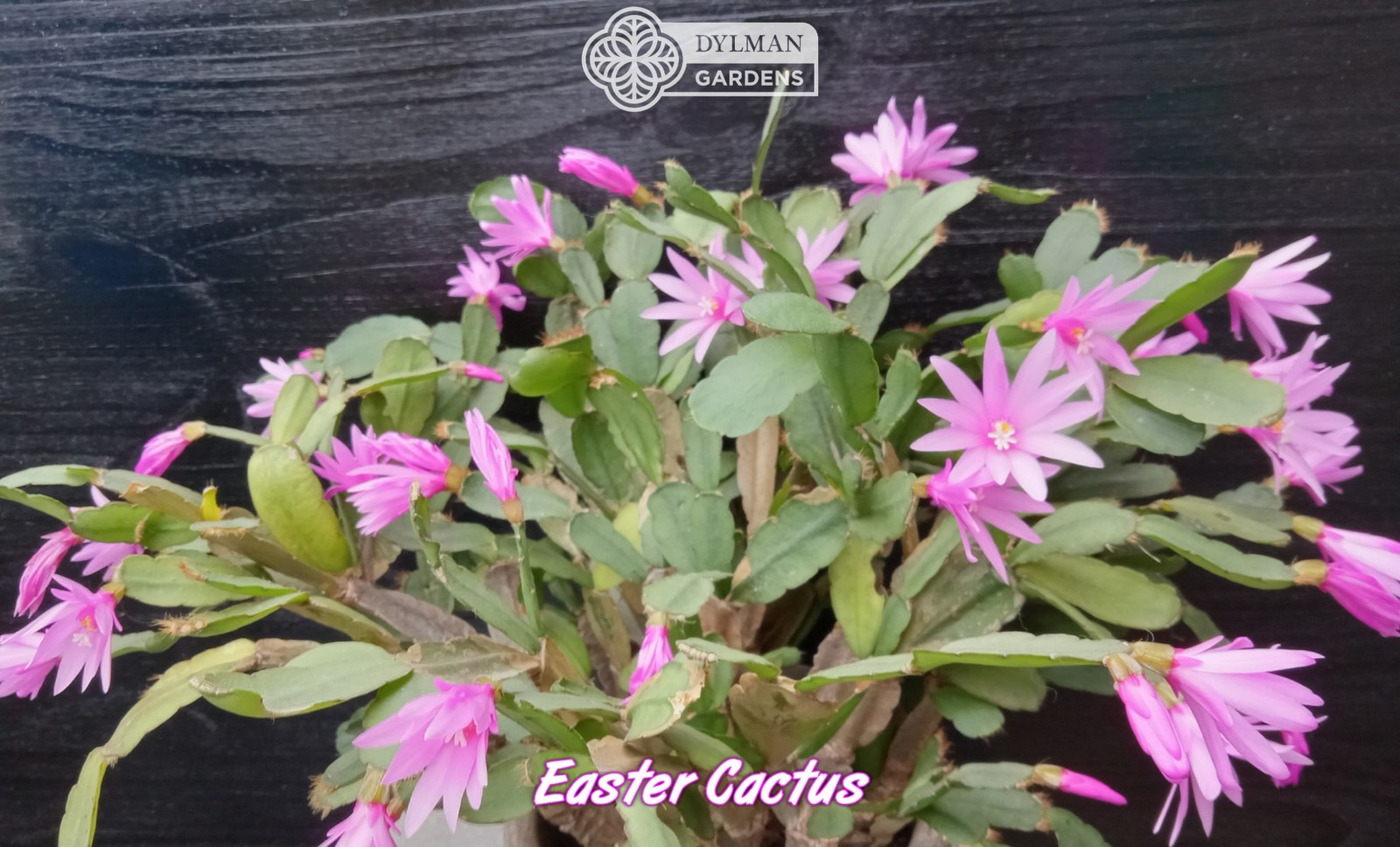 Easter Cactus - Rhipsalidopsis x graeseri - Live Plant 2 to 4 inches - Whitsun
