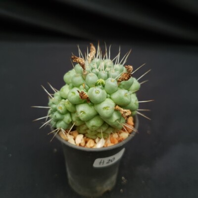 H20: Mammillaria schumannii | eBay