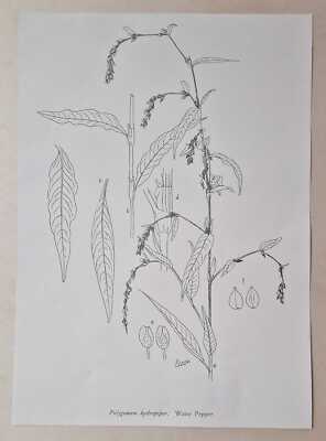 C.E. MOSS Polygonum Hydropiper - Water Pepper (1914 Botanical Illustration)