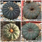 Frailea asterioides mix 20seeds harvest 2025