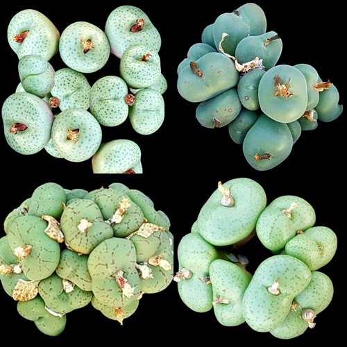 Conophytum mix 40 x seeds burgeri truncatum maughanii calculus plus many other - Picture 5 of 8