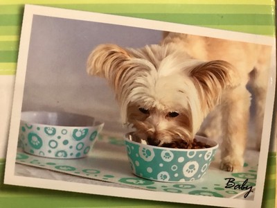 top paw bowl and mat set