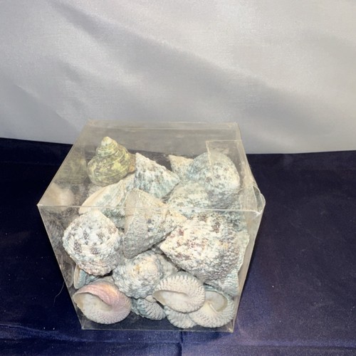 Large Box of Assorted Turbo Shells for Crafts, Decoration, Collections, Aquarium